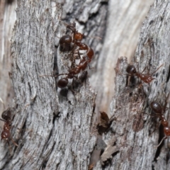 Papyrius nitidus (Shining Coconut Ant) at ANBG - 2 Aug 2020 by TimL