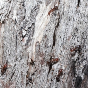 Papyrius nitidus at Downer, ACT - 2 Aug 2020