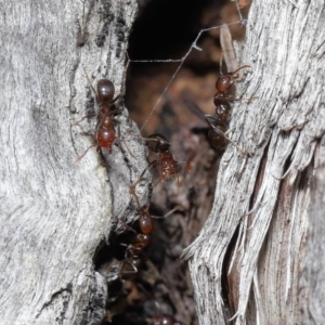 Papyrius nitidus at suppressed - 2 Aug 2020