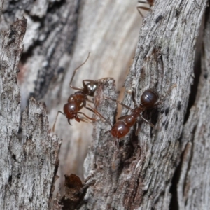 Papyrius nitidus at Downer, ACT - 2 Aug 2020