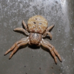 Cymbacha ocellata (Crab spider) at ANBG - 2 Aug 2020 by TimL