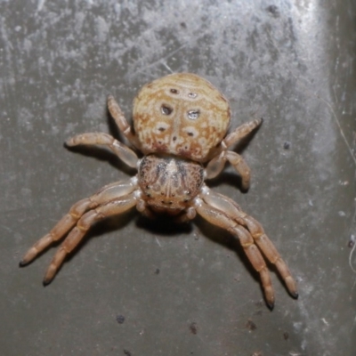 Cymbacha ocellata (Crab spider) at Acton, ACT - 2 Aug 2020 by TimL