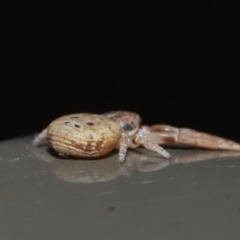 Cymbacha ocellata at Acton, ACT - 2 Aug 2020