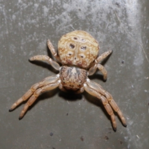 Cymbacha ocellata at Acton, ACT - 2 Aug 2020