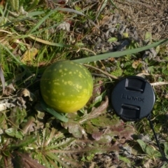 Citrullus amarus (Wild Melon, Camel Melon, Bitter Melon) at Coree, ACT - 2 Aug 2020 by Robin