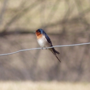 Hirundo neoxena at Bega, NSW - 3 Aug 2020