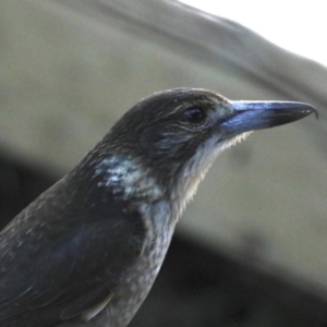 Cracticus torquatus at Guerilla Bay, NSW - 31 Jul 2020