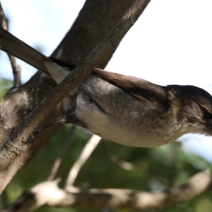 Cracticus torquatus at Guerilla Bay, NSW - 31 Jul 2020