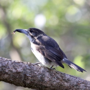 Cracticus torquatus at Guerilla Bay, NSW - 31 Jul 2020