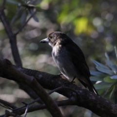 Cracticus torquatus at Guerilla Bay, NSW - 31 Jul 2020