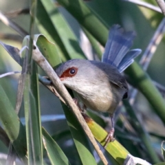 Malurus lamberti (Variegated Fairywren) at Guerilla Bay, NSW - 31 Jul 2020 by jb2602