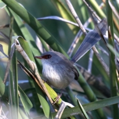 Malurus lamberti at Guerilla Bay, NSW - 31 Jul 2020 04:13 PM