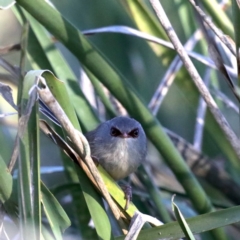 Malurus lamberti at Guerilla Bay, NSW - 31 Jul 2020 04:13 PM
