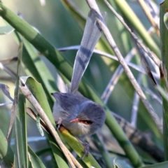 Malurus lamberti at Guerilla Bay, NSW - 31 Jul 2020 04:13 PM