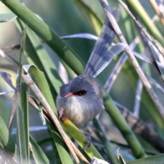 Malurus lamberti at Guerilla Bay, NSW - 31 Jul 2020 04:13 PM