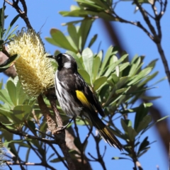 Phylidonyris novaehollandiae (New Holland Honeyeater) at Guerilla Bay, NSW - 31 Jul 2020 by jbromilow50