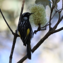 Phylidonyris novaehollandiae at Guerilla Bay, NSW - 31 Jul 2020