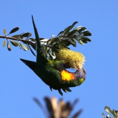 Trichoglossus moluccanus (Rainbow Lorikeet) at Guerilla Bay, NSW - 31 Jul 2020 by jbromilow50