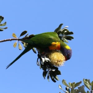 Trichoglossus moluccanus at Guerilla Bay, NSW - 31 Jul 2020