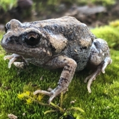 Uperoleia laevigata (Smooth Toadlet) at Thurgoona, NSW - 3 Aug 2020 by DamianMichael