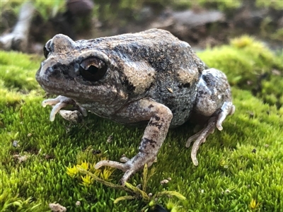 Uperoleia laevigata (Smooth Toadlet) at Thurgoona, NSW - 2 Aug 2020 by DamianMichael