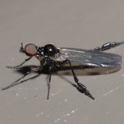 Dilophus sp. (genus) (A march fly) at ANBG - 2 Aug 2020 by TimL