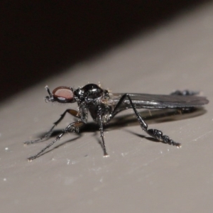 Dilophus sp. (genus) at Acton, ACT - 2 Aug 2020