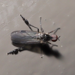 Dilophus sp. (genus) at Acton, ACT - 2 Aug 2020