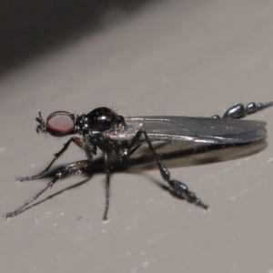 Dilophus sp. (genus) at Acton, ACT - 2 Aug 2020