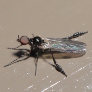 Dilophus sp. (genus) at Acton, ACT - 2 Aug 2020