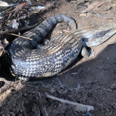 Tiliqua scincoides scincoides (Eastern Blue-tongue) at Albury - 2 Aug 2020 by Damian Michael