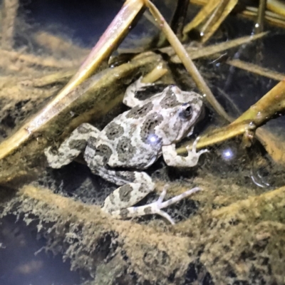 Crinia sloanei (Sloane's Froglet) at Albury - 28 Jul 2012 by DamianMichael