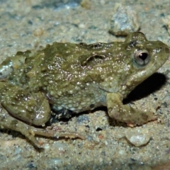 Crinia sloanei at Table Top, NSW - 28 Jul 2012 07:49 PM