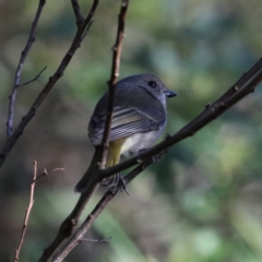 Pachycephala pectoralis (Golden Whistler) at Guerilla Bay, NSW - 31 Jul 2020 by jb2602