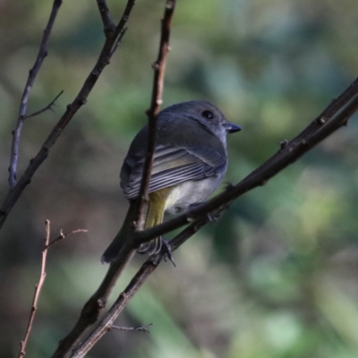 Pachycephala pectoralis (Golden Whistler) at Guerilla Bay, NSW - 31 Jul 2020 by jb2602