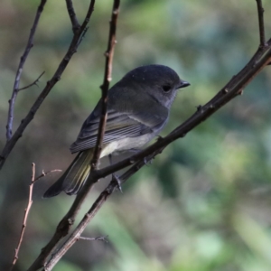 Pachycephala pectoralis at Guerilla Bay, NSW - 31 Jul 2020