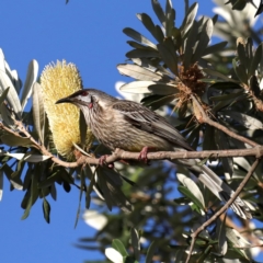 Anthochaera carunculata (Red Wattlebird) at Guerilla Bay, NSW - 31 Jul 2020 by jb2602