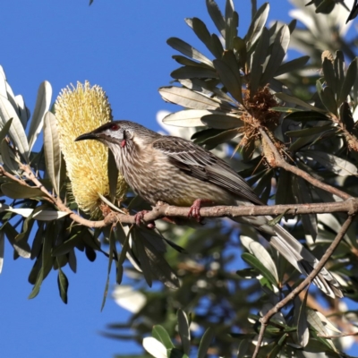 Anthochaera carunculata (Red Wattlebird) at Guerilla Bay, NSW - 31 Jul 2020 by jb2602