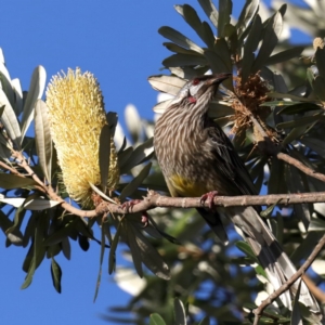 Anthochaera carunculata at Guerilla Bay, NSW - 31 Jul 2020