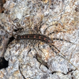 Scutigeridae (family) at Guerilla Bay, NSW - 31 Jul 2020