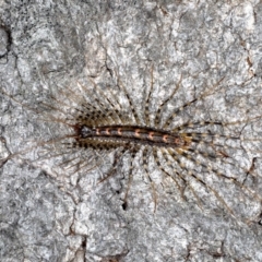 Scutigeridae (family) at Guerilla Bay, NSW - 31 Jul 2020 10:04 PM