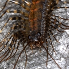 Scutigeridae (family) at Guerilla Bay, NSW - 31 Jul 2020