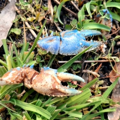 Euastacus sp. (genus) (Spiny crayfish) at Paddys River, ACT - 2 Aug 2020 by SuziBond