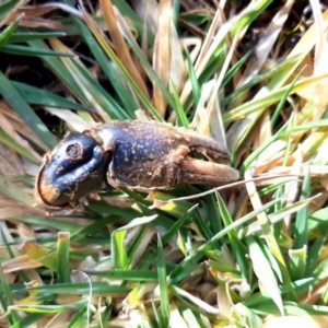 Euastacus sp. (genus) at Paddys River, ACT - 2 Aug 2020