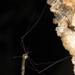 Limoniidae (family) (Unknown Limoniid Crane Fly) at Guerilla Bay, NSW - 31 Jul 2020 by jb2602