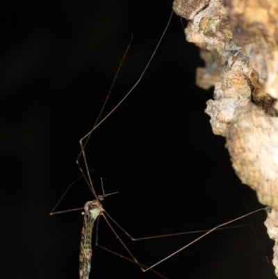 Limoniidae (family) (Unknown Limoniid Crane Fly) at Guerilla Bay, NSW - 31 Jul 2020 by jb2602