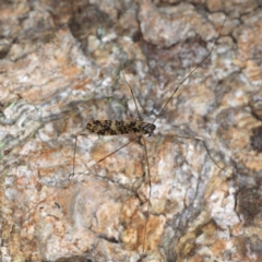 Limoniidae (family) at Guerilla Bay, NSW - 31 Jul 2020