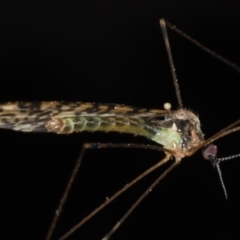 Limoniidae (family) at Guerilla Bay, NSW - 31 Jul 2020