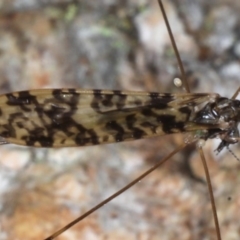 Limoniidae (family) at Guerilla Bay, NSW - 31 Jul 2020