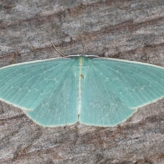 Chlorocoma dichloraria (Guenee's or Double-fringed Emerald) at Guerilla Bay, NSW - 31 Jul 2020 by jb2602